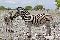 Namibia: zebre