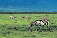 La natura ai piedi del Kilimanjaro